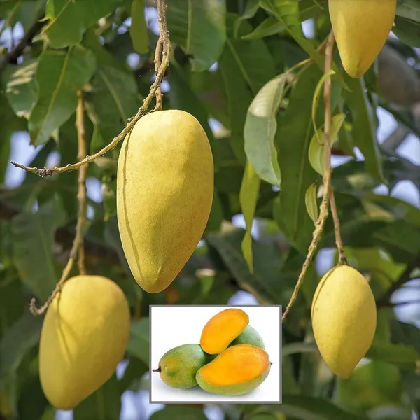 Langra_King_Of_Mango_Aam_Grafted_Fruit_Plant