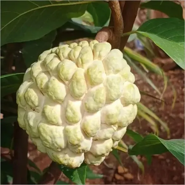 Super_Golden_Custard_Apple_Grafted_Fruit_Plant