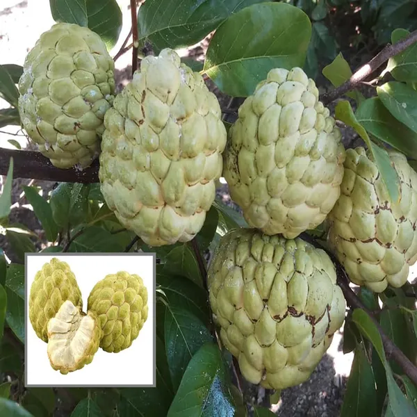 Super_Golden_Custard_Apple_Grafted_Fruit_Plant