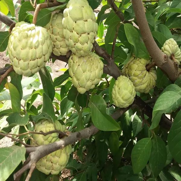 Super_Golden_Custard_Apple_Grafted_Fruit_Plant