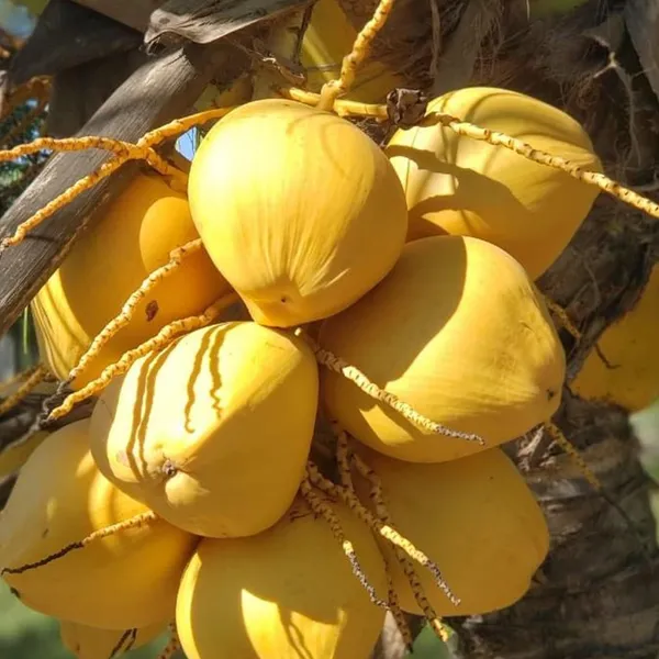 Malaysian_Orange_Coconut_Nariyal_Hybrid_Dwarf_Fruit_Plant_2_4