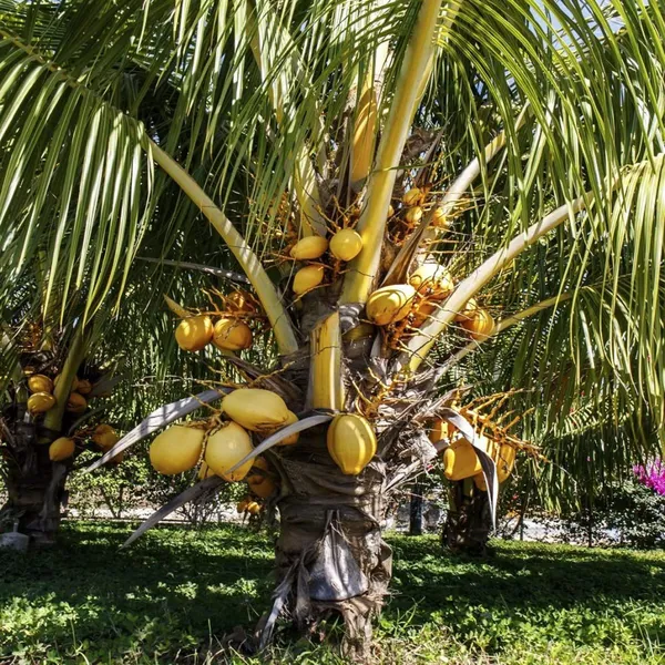 Malaysian_Orange_Coconut_Nariyal_Hybrid_Dwarf_Fruit_Plant_2_4