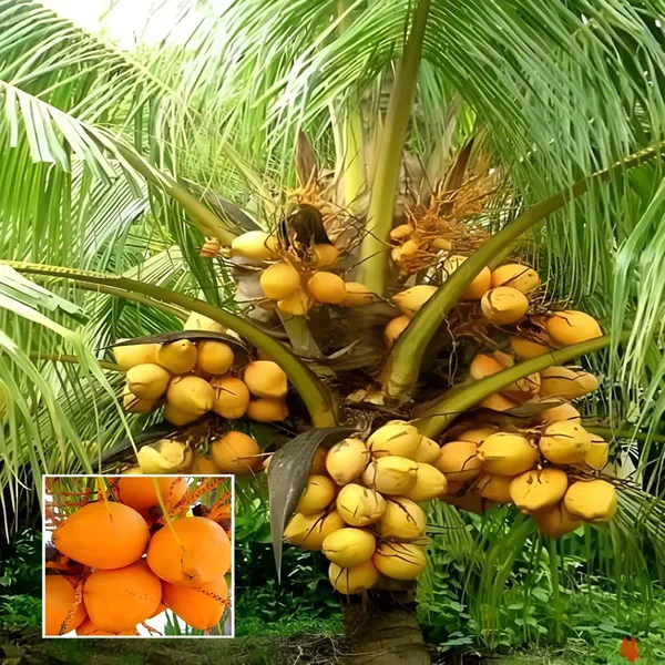 Malaysian_Orange_Coconut_Nariyal_Hybrid_Dwarf_Fruit_Plant_2_4