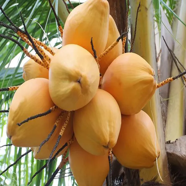 Malaysian_Orange_Coconut_Nariyal_Hybrid_Dwarf_Fruit_Plant_2_4