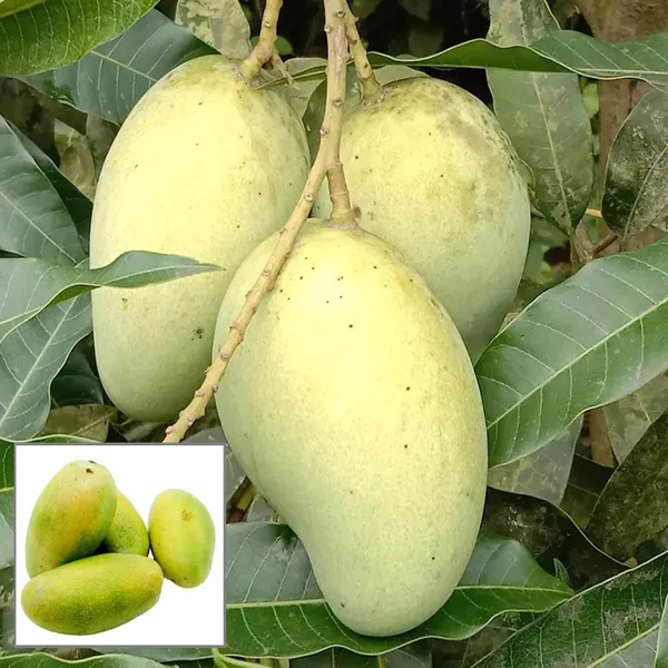 Vastra_All_Time_Mango_Aam_Grafted_Fruit_Plant