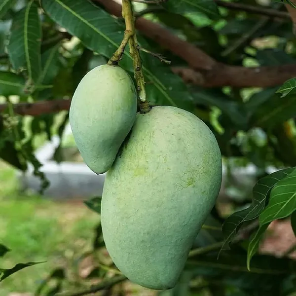Vastra_All_Time_Mango_Aam_Grafted_Fruit_Plant