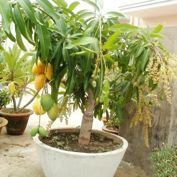 Vastra_All_Time_Mango_Aam_Grafted_Fruit_Plant
