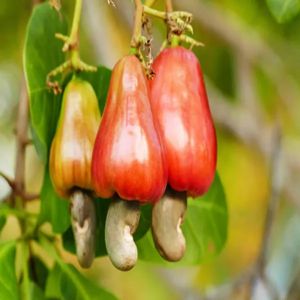 Vri_3_Kaju_Cashew_Nut_Anacardium_Fruit_Plant