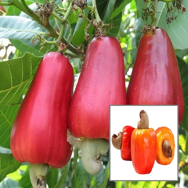 Vri_3_Kaju_Cashew_Nut_Anacardium_Fruit_Plant