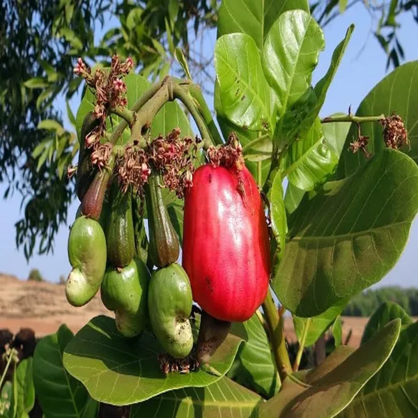 Vri_3_Kaju_Cashew_Nut_Anacardium_Fruit_Plant