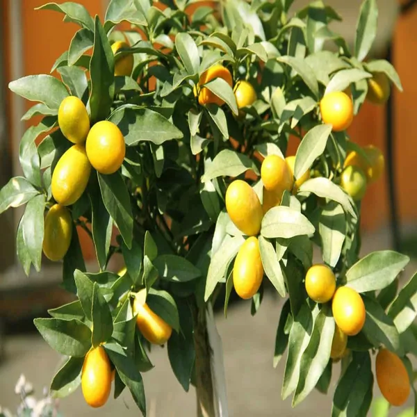 Sweet_Thai_Kumquat_Lemon_Nimbu_Grafted_Fruit_Plant