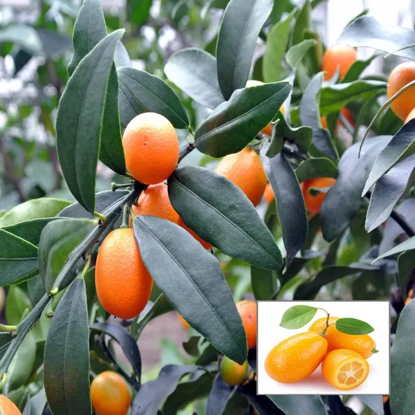 Sweet_Thai_Kumquat_Lemon_Nimbu_Grafted_Fruit_Plant