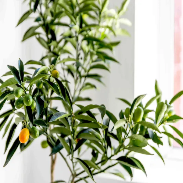 Sweet_Thai_Kumquat_Lemon_Nimbu_Grafted_Fruit_Plant