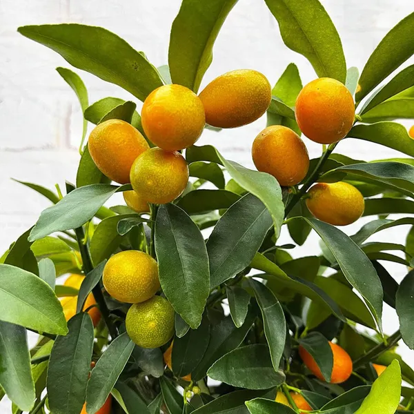 Sweet_Thai_Kumquat_Lemon_Nimbu_Grafted_Fruit_Plant