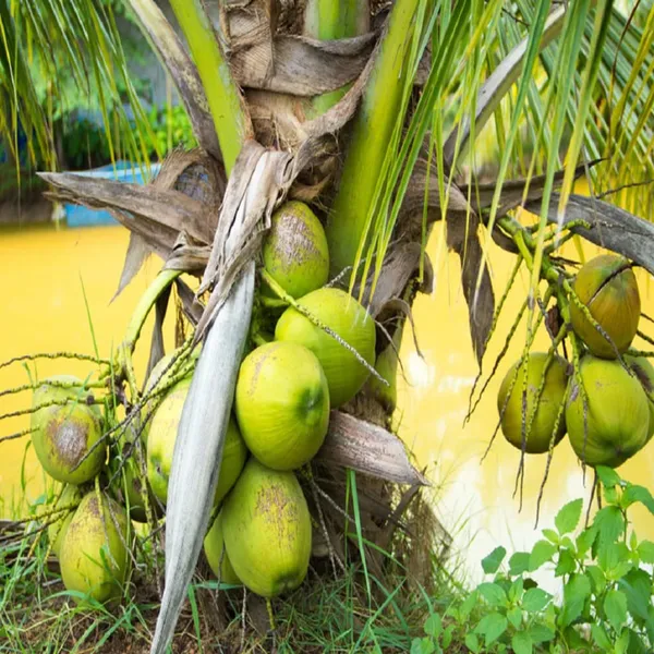 Mekong_Delta_Vietnam_Coconut_Nariyal_Hybrid_Dwarf_Fruit_Plant_2_4