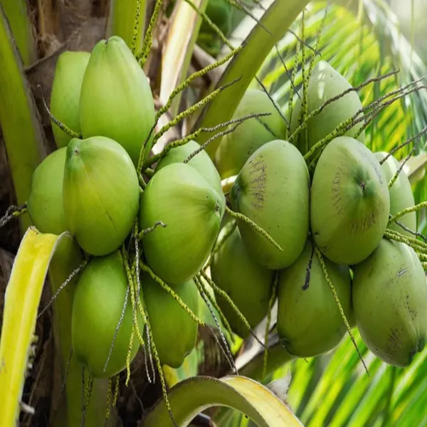 Mekong_Delta_Vietnam_Coconut_Nariyal_Hybrid_Dwarf_Fruit_Plant_2_4