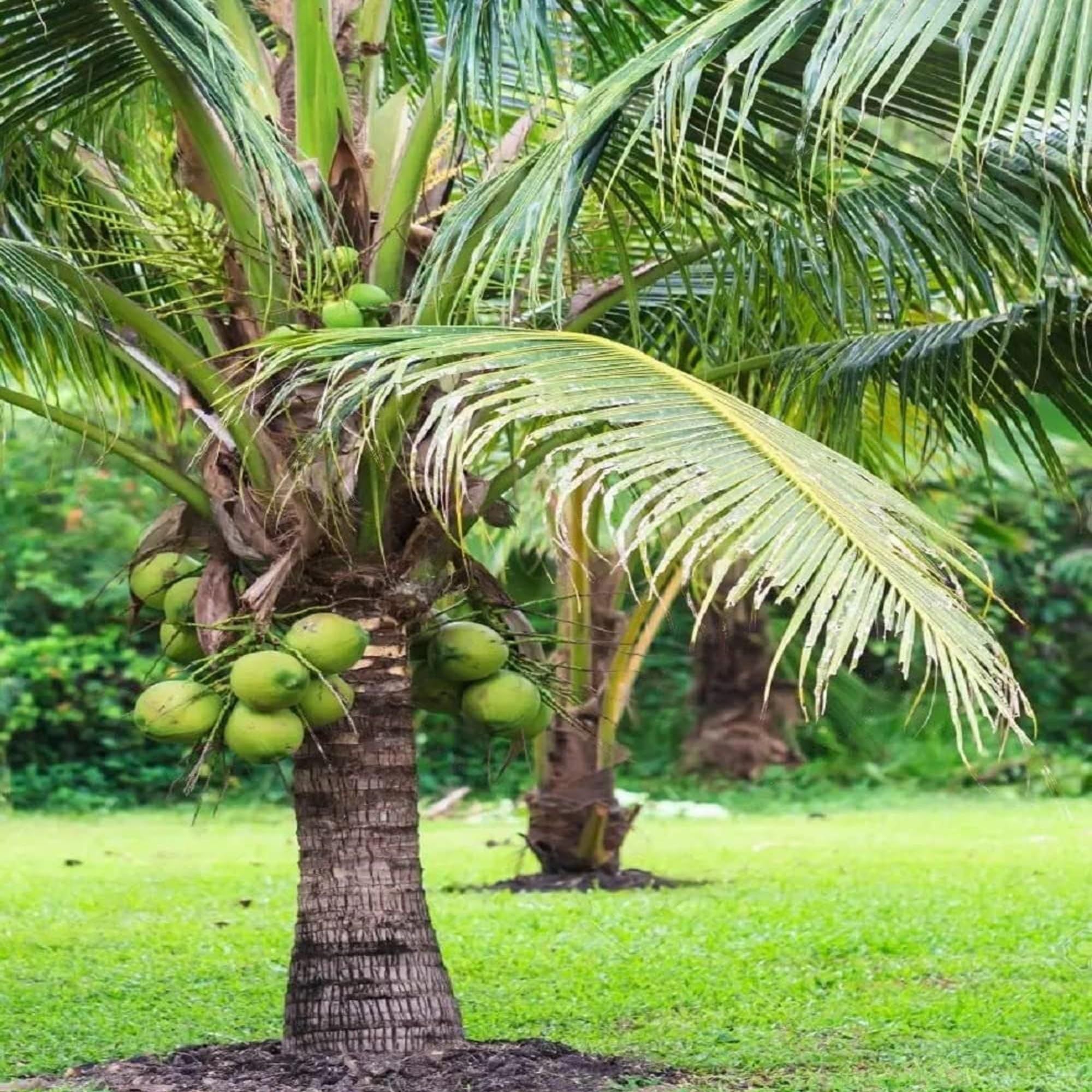 Mekong_Delta_Vietnam_Coconut_Nariyal_Hybrid_Dwarf_Fruit_Plant_2_4