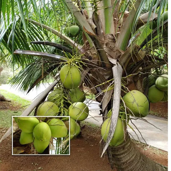 Mekong_Delta_Vietnam_Coconut_Nariyal_Hybrid_Dwarf_Fruit_Plant_2_4