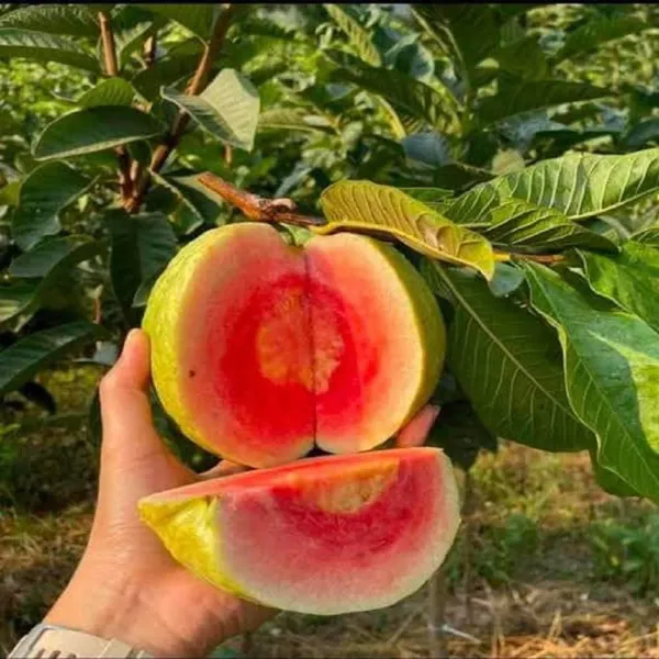 Red_Diamond_Amrood_Variety_Fruit_Grafted_Plant