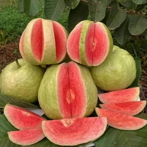 Red_Diamond_Amrood_Variety_Fruit_Grafted_Plant
