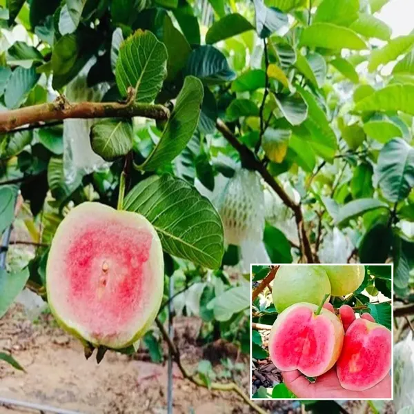 Red_Diamond_Amrood_Variety_Fruit_Grafted_Plant
