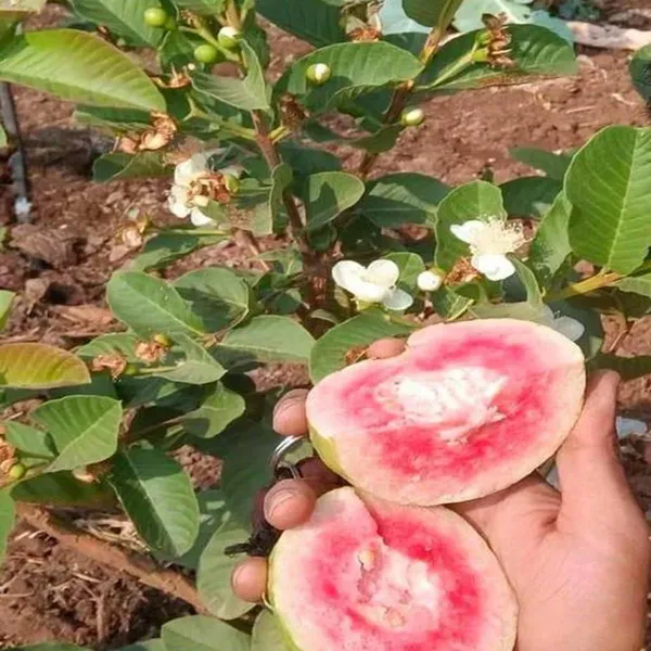 Red_Diamond_Amrood_Variety_Fruit_Grafted_Plant