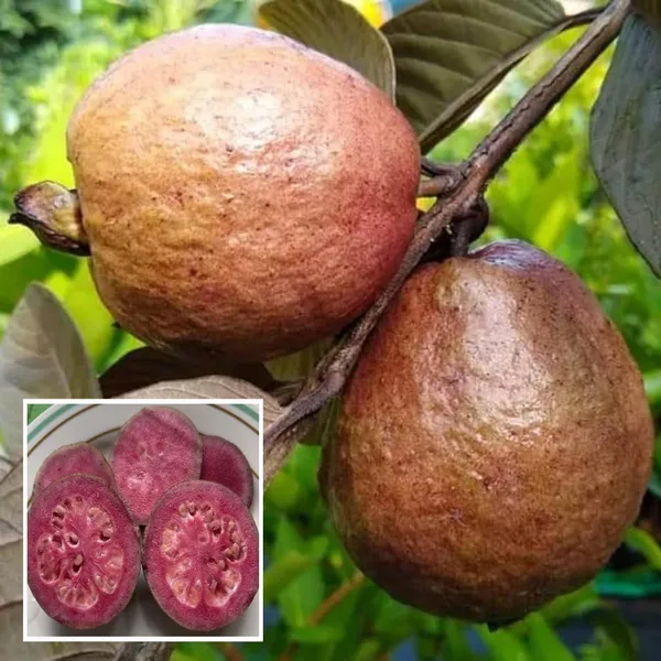 Red_Malaysian_Guava_Amrood_Layering_Grafted_Fruit_Plant