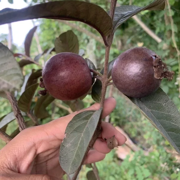 Red_Malaysian_Guava_Amrood_Layering_Grafted_Fruit_Plant