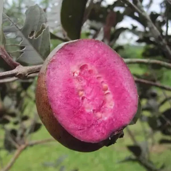 Red_Malaysian_Guava_Amrood_Layering_Grafted_Fruit_Plant