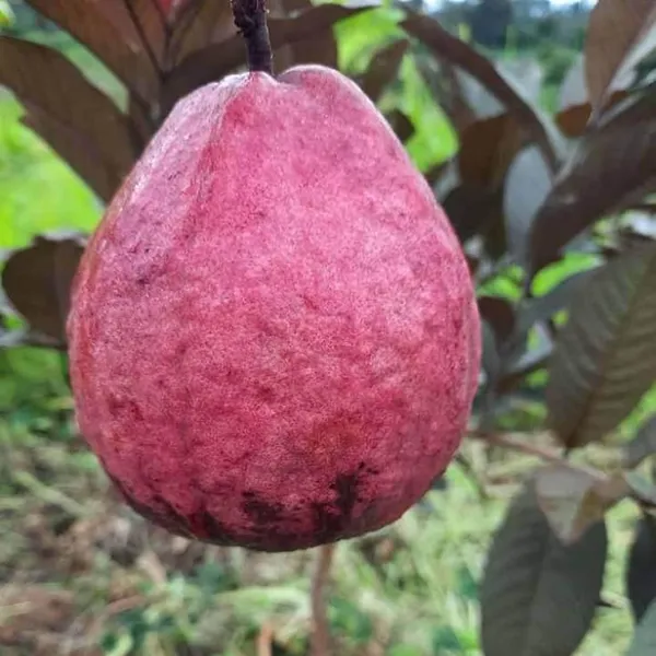 Red_Malaysian_Guava_Amrood_Layering_Grafted_Fruit_Plant