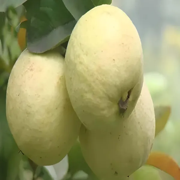 Thai_Golden_8_Guava_Amrood_Layering_Grafted_Fruit_Plant