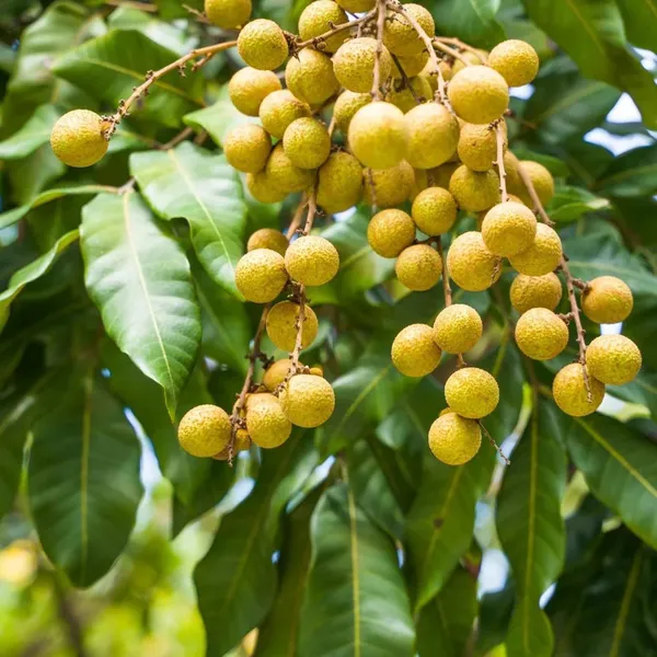 Khaki_Dragon_Eye_Longan_Grafted_Fruit_Plant