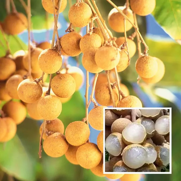 Khaki_Dragon_Eye_Longan_Grafted_Fruit_Plant