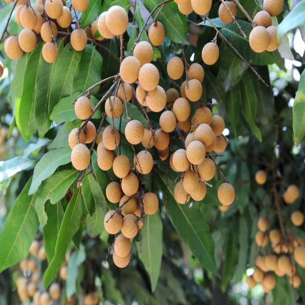 Khaki_Dragon_Eye_Longan_Grafted_Fruit_Plant