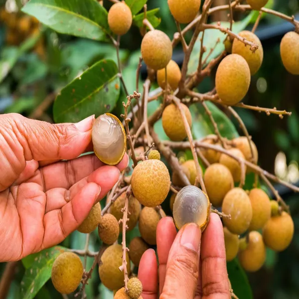 Khaki_Dragon_Eye_Longan_Grafted_Fruit_Plant