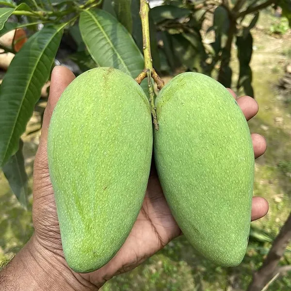 Thai_Catimon_Katimon_All_Time_Sweet_Fruit_Mango_Aam_Grafted_Fruit_Plant