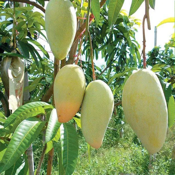 Thai_Catimon_Katimon_All_Time_Sweet_Fruit_Mango_Aam_Grafted_Fruit_Plant