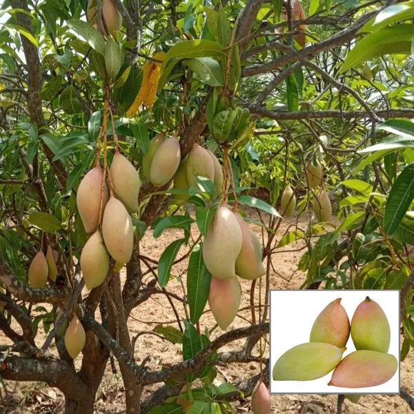 Totapuri_Mango_Aam_Grafted_Fruit_Plant