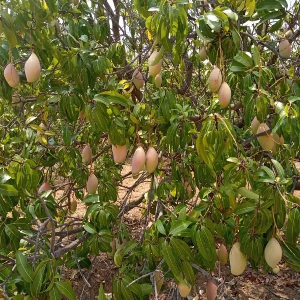Totapuri_Mango_Aam_Grafted_Fruit_Plant