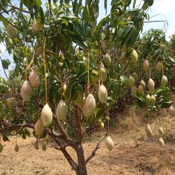 Totapuri_Mango_Aam_Grafted_Fruit_Plant