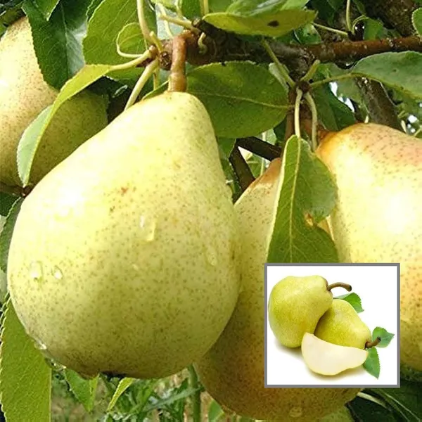 Babugosha_Pear_Pyrus_Communis_Nashpati_Layering_Grafted_Fruit_Plant