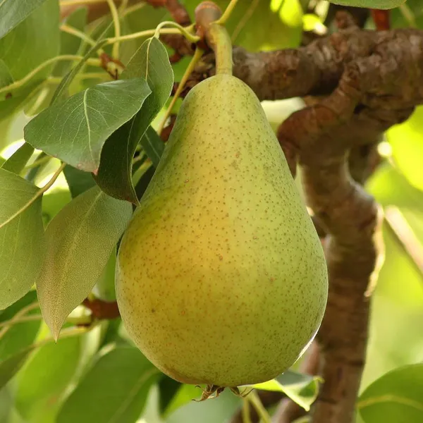 Babugosha_Pear_Pyrus_Communis_Nashpati_Layering_Grafted_Fruit_Plant