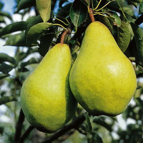 Babugosha_Pear_Pyrus_Communis_Nashpati_Layering_Grafted_Fruit_Plant