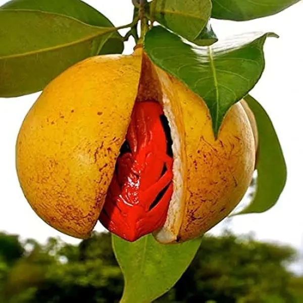Nutmeg_Jaiphal_Myristica_Javitri_Jaiphal_Spice_Plant