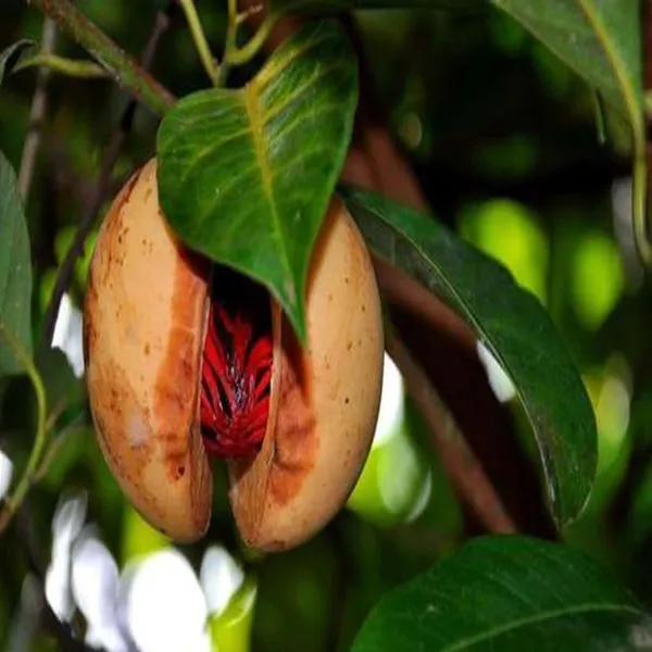 Nutmeg_Jaiphal_Myristica_Javitri_Jaiphal_Spice_Plant