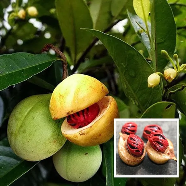 Nutmeg_Jaiphal_Myristica_Javitri_Jaiphal_Spice_Plant