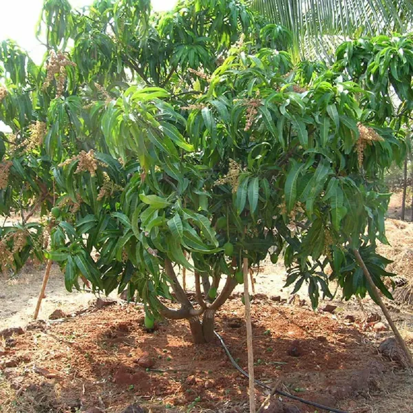 Alphonso_Hapus_Ratnagiri_Mango_Aam_Grafted_Fruit_Plant