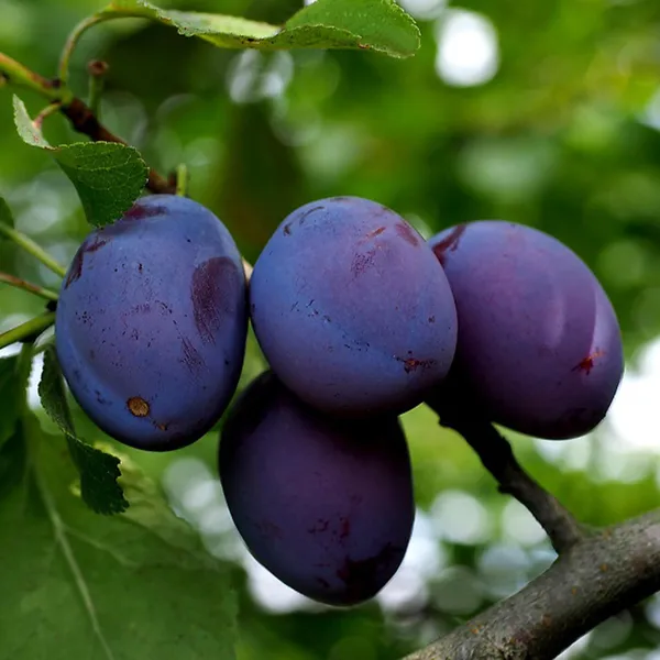 Satluj_Purple_Plum_Aloo_Bukhara_Layering_Grafted_Fruit_Plant