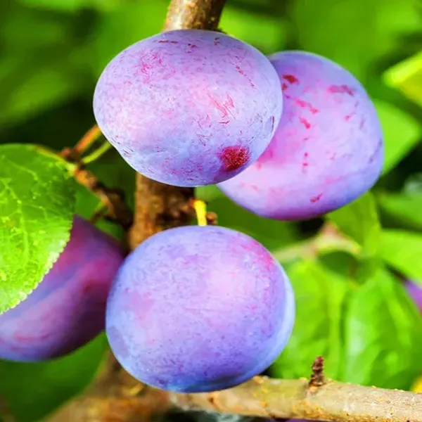 Satluj_Purple_Plum_Aloo_Bukhara_Layering_Grafted_Fruit_Plant