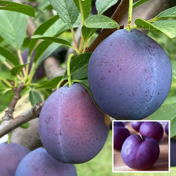 Satluj_Purple_Plum_Aloo_Bukhara_Layering_Grafted_Fruit_Plant